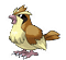 Pidgey