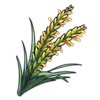 Rice Plant Panicle